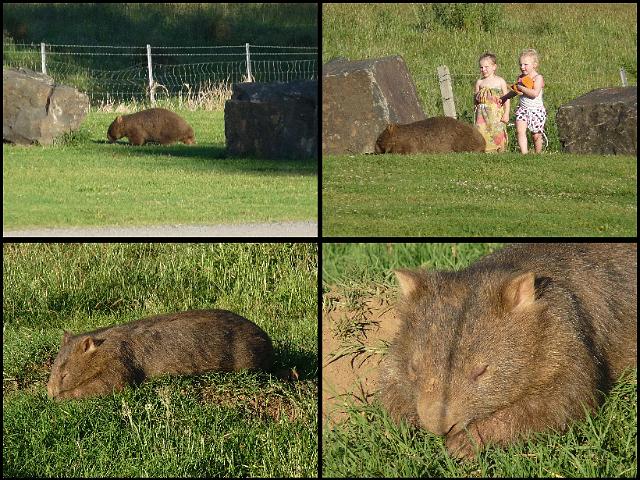 (64) Wombats.JPG